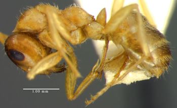 Media type: image;   Entomology 8842 Aspect: habitus lateral view